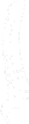 Thoracolumbar Spine