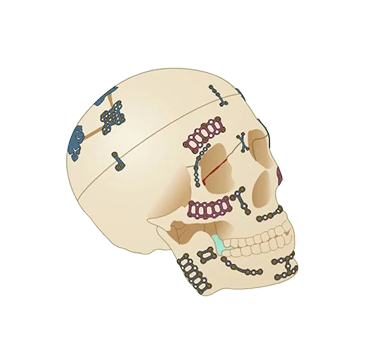 Cranial & Maxillofacial